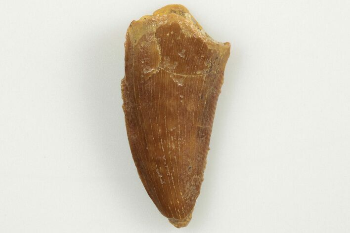 Serrated, Raptor Tooth - Real Dinosaur Tooth #200294